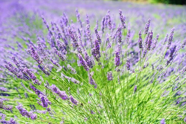 Apartment Lavanda مولات المظهر الخارجي الصورة